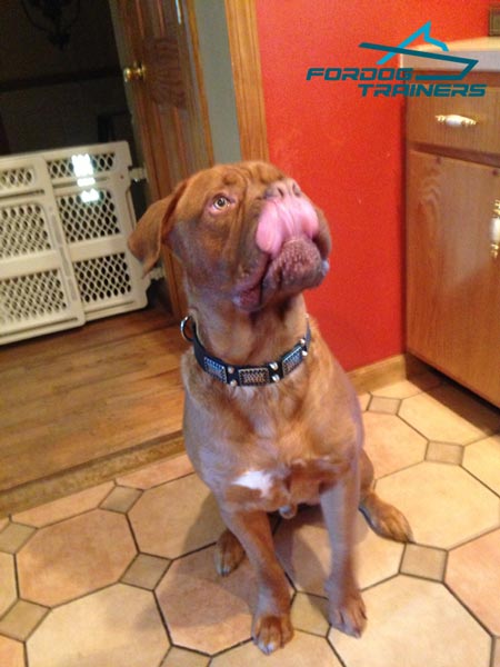 Leather Dogue de Bordeaux Collar Nickel Plated Pyramids and Studs