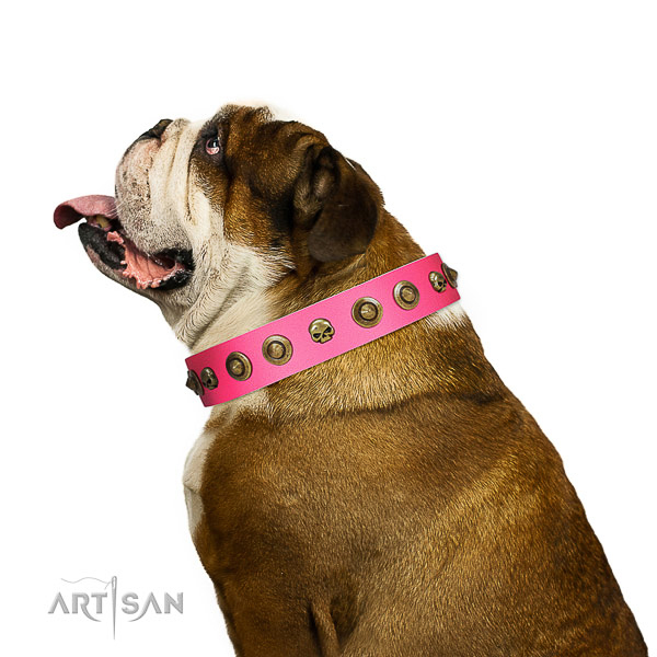 Incredible leather English Bulldog collar for daily use