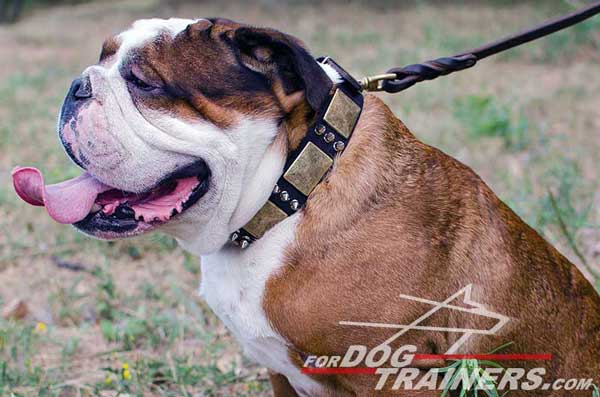 Walking Leather English Bulldog Collar