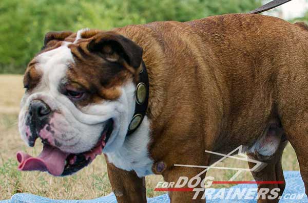 English Bulldog Collar Leather Brass Plates Durable