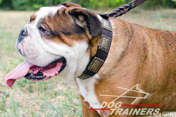 English Bulldog leather collar in Vintage Style