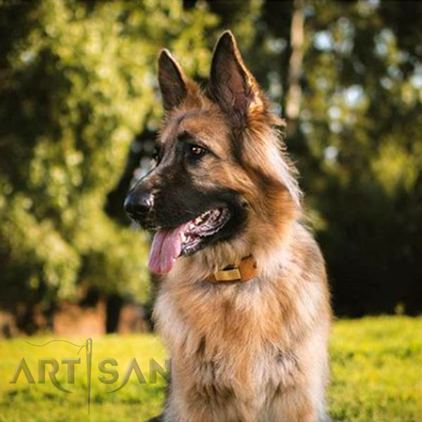 Akela Looks and Feels incredible with FDT Artisan German Shepherd Collar on