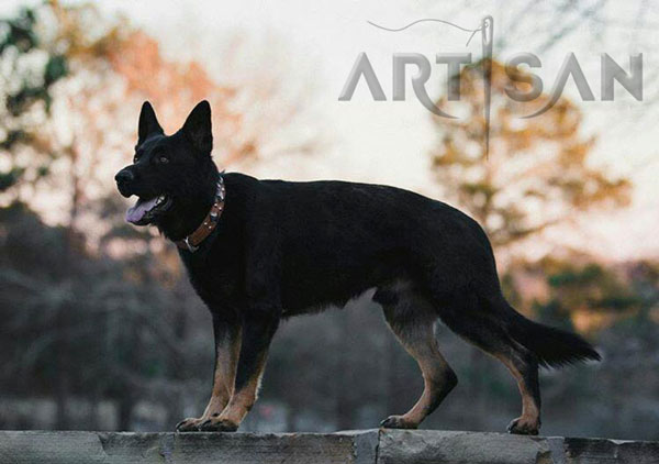 Leather German Shepherd Collar with Rust Resistant Decorations