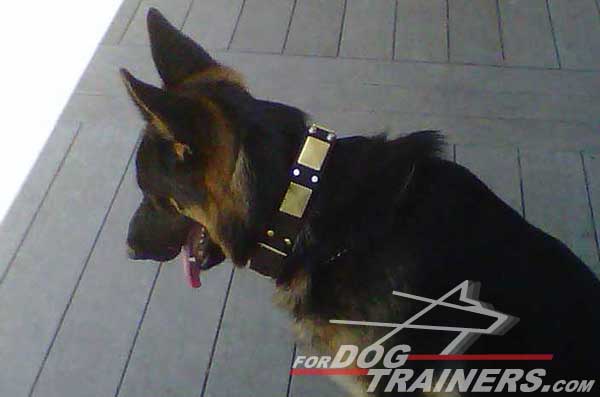 German Shepherd Decorated Collar Leather Nickel Pyramids