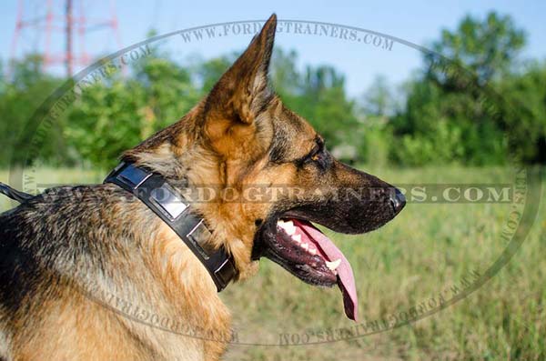 Decorated German Leather Shepherd Collar Nickel Plates