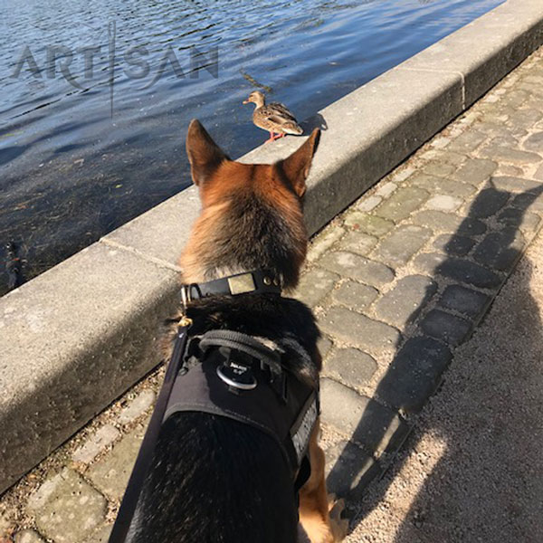 Leather German Shepherd Collar with Old Bronze Look D-Ring