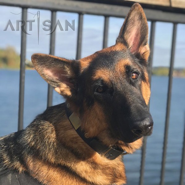 Stylish German Shepherd Collar with Goldish Plates and Circles