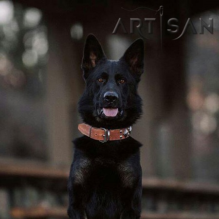 Tan Leather German Shepher Collar Matches Caesar