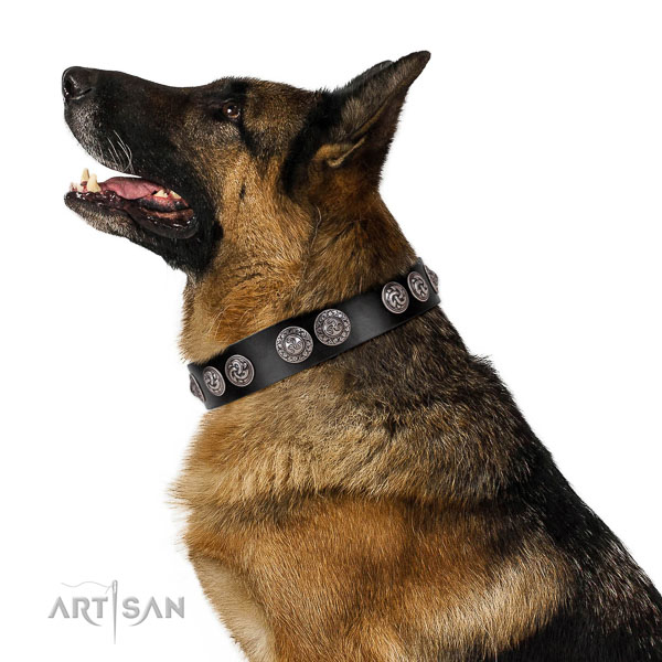 Extraordinary walking black leather German Shepherd collar with stylish decorations