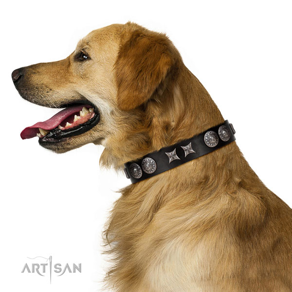 Extraordinary walking black leather Golden Retriever collar with cool decorations