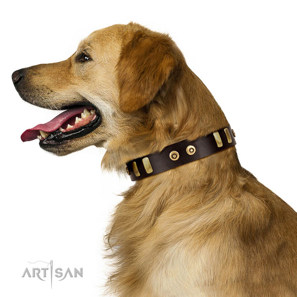 Extraordinary walking brown leather Golden Retriever collar with stars and ovals