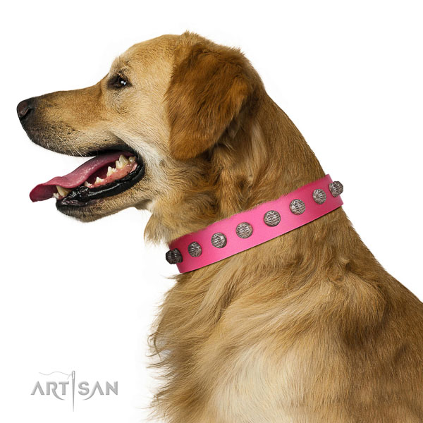 Extraordinary walking pink leather Golden Retriever collar with cool decorations