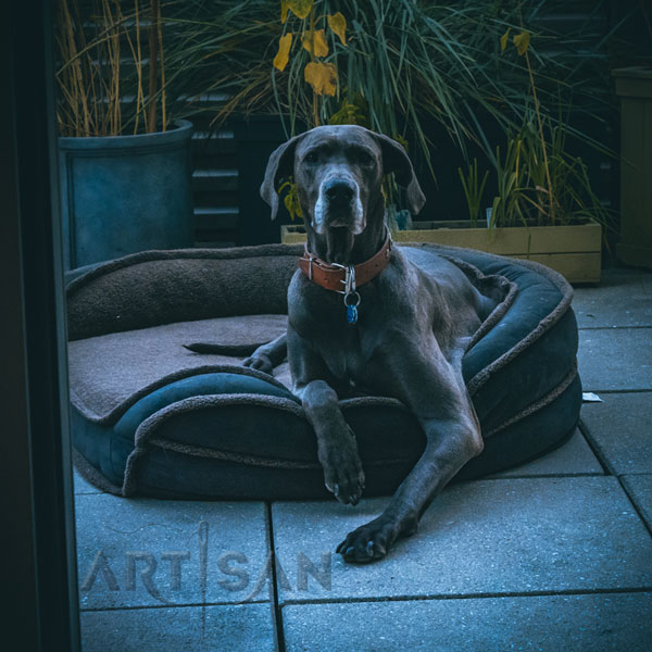 Gracie Looks Elegant in Tan Leather Great Dane Collar