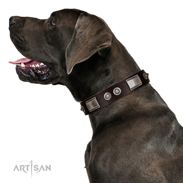 Adjustable leather Great Dane collar for walking