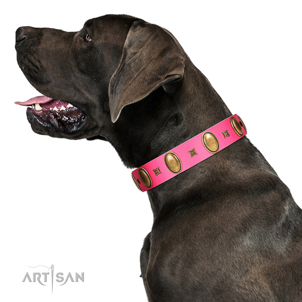 Walking genuine leather Great Dane collar