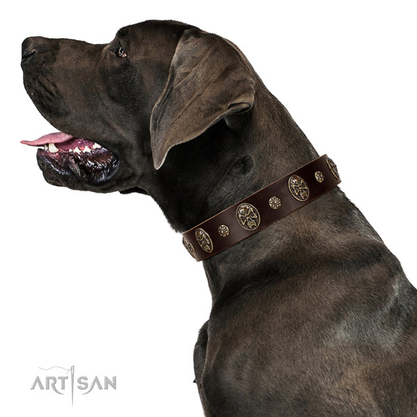 Extraordinary leather Great Dane collar made of quality materials