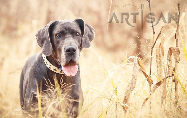 Stylish Great Dane Collar with Gold-Like Decor