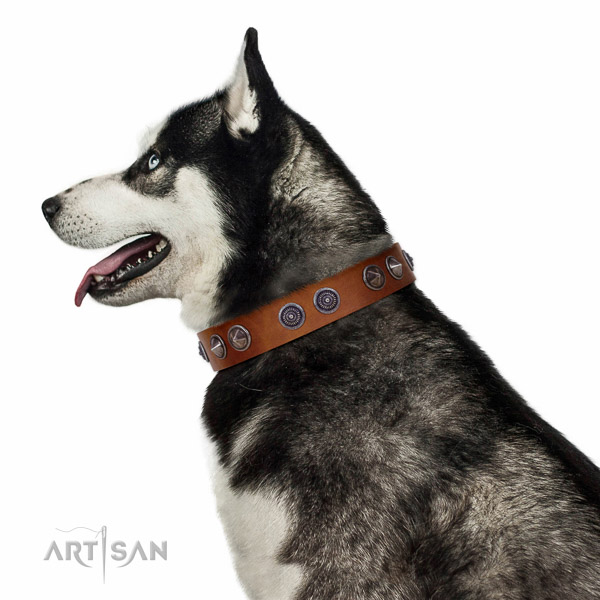 Extraordinary walking tan leather Husky collar with chic decorations