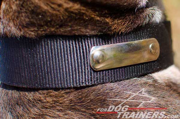 Nickel Plated Tag on Nylon Pitbull Collar 