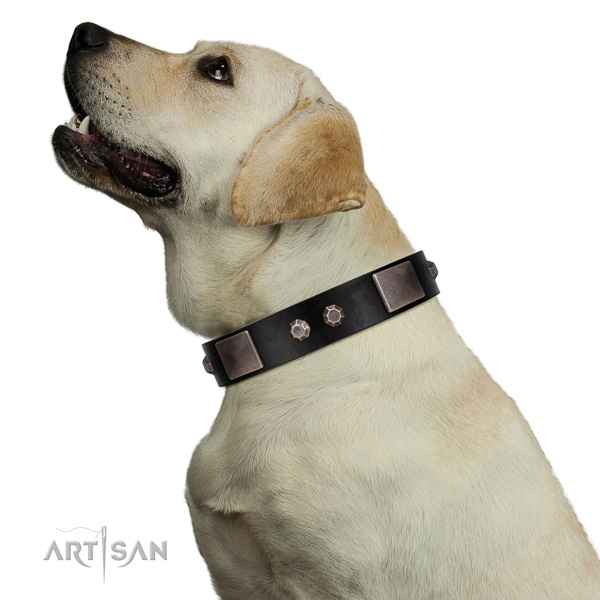 Modern walking leather Labrador collar