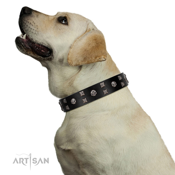 Delux walking black leather Labrador collar with modern decorations