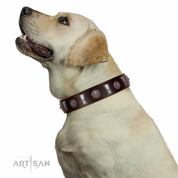 Extraordinary walking brown leather Labrador collar with chic decorations