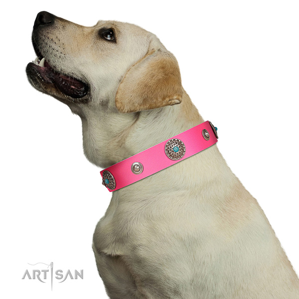 Perfect walking pink leather Labrador collar for modern look of your dog