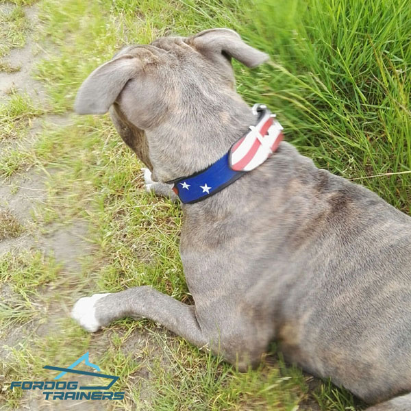 Leather American Staffordshire Collar with Rust-free D-ring