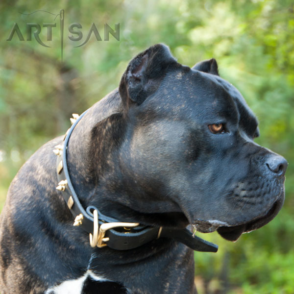 Strong Leather Cane Corso Collar with Carefully Riveted Fittings