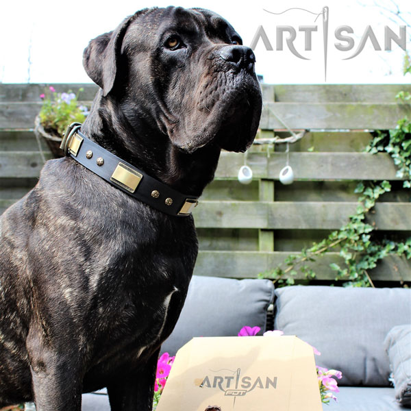 Chief Look Super Stylish in Cane Corso Leather Collar