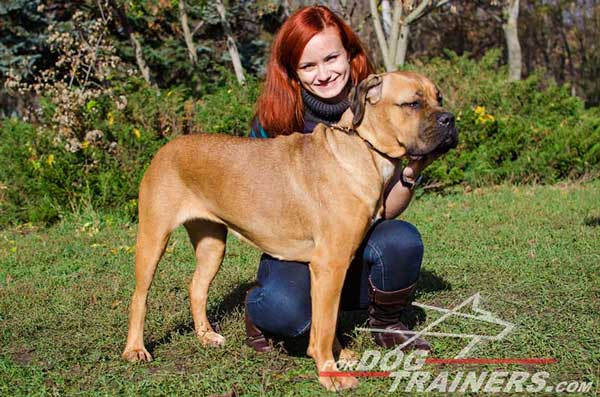 Designer Leather Cane Corso Collar with Brass Spikes for Training