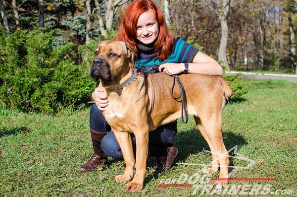 Spiked Leather Dog Collar for Cane Corso Walking