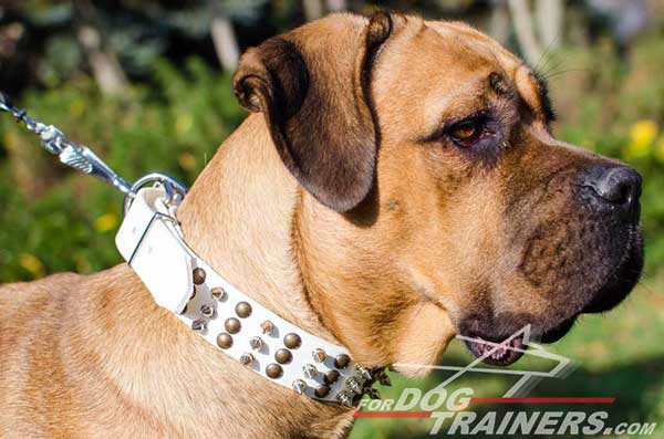 White Leather Dog Collar with Hemispheres and Spikes for Cane Corso