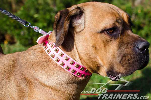 Handcrafted Designer Pink Walking Leather Cane Corso Collar