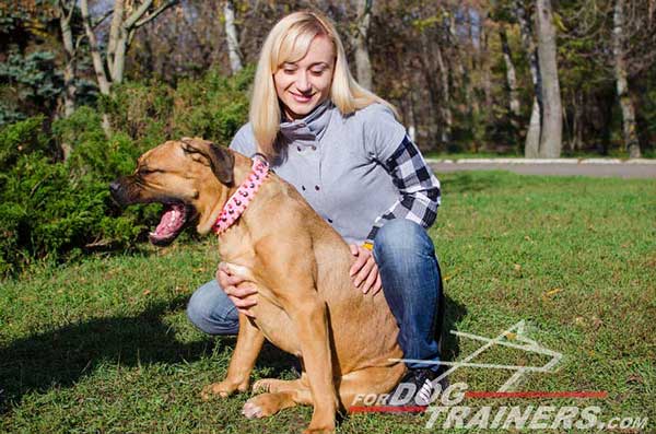 Walking Leather Cane Corso Collar with 2 Rows of Spikes and One of Studs