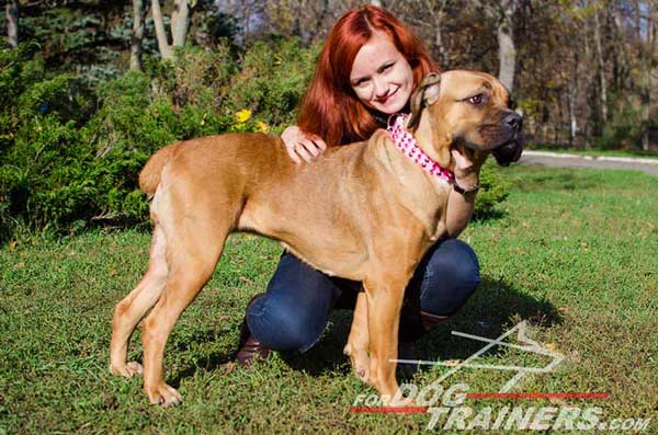 Pink Leather Dog Collar with Awesome Brass and Nickel Adornments for Cane Corso