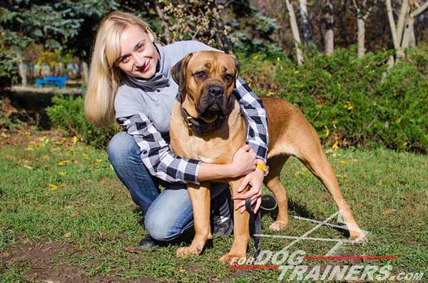 Wide Leather Cane Corso Collar for Walking