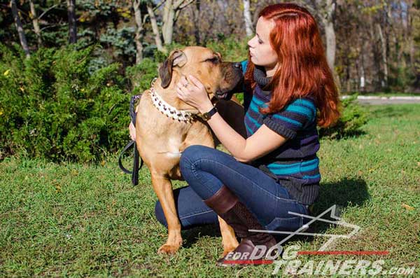 Leather Dog Collar With Columns of Spikes and Studs for Cane Corso