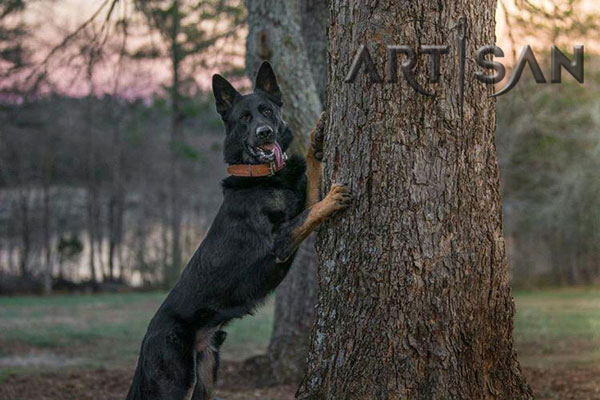 Tan Leather German Shepherd Collar with Polished Fittings