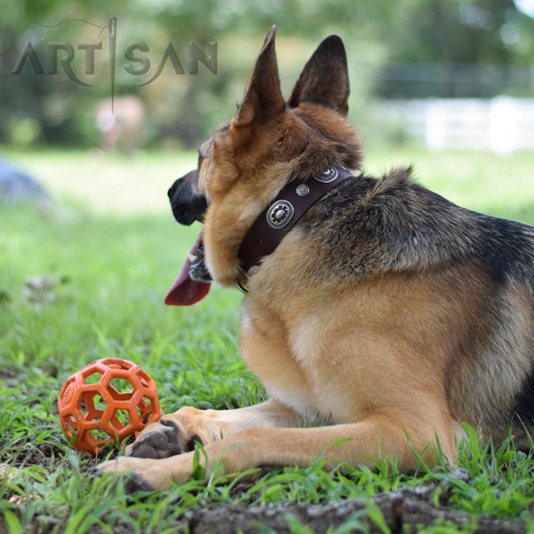 Modish Cooper in leather German Shepherd collar for daily activities