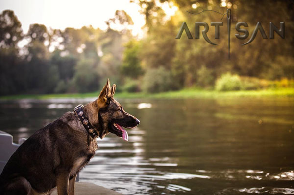 Adorned leather German Shepherd collar