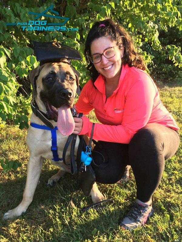 Exclusive Leather Collar for Mastiff Awesome Look