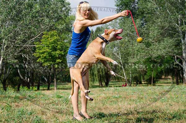 Leather collar with rust proof fittings for Pitbull