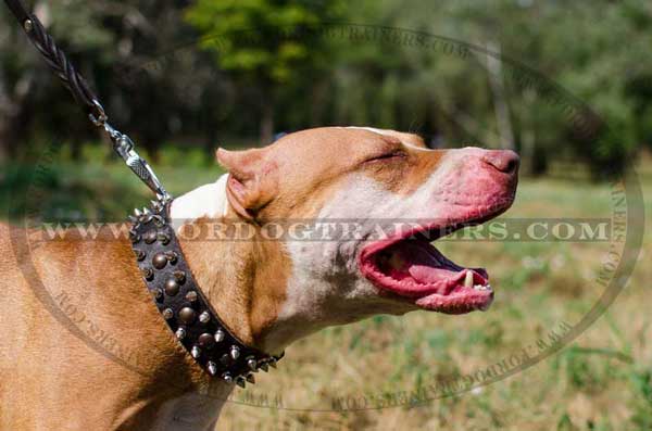 Two rows of spikes and one row of studs for leather Pitbull collar