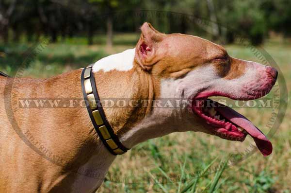 Horizontal brass plates for leather Pitbull collar