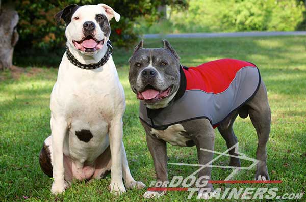 Exclusive decorated Pitbull collar with two rows of studs 