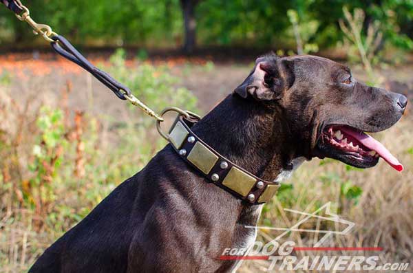 Brass plates and nickel pyramids for leather Pitbull collar