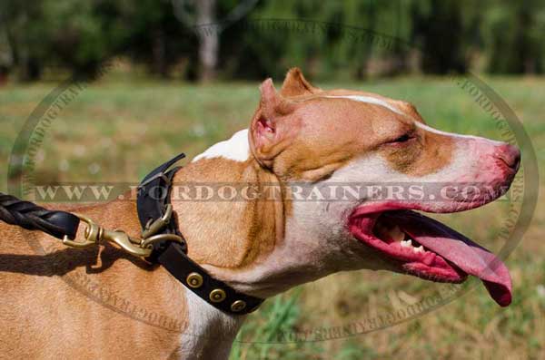 Elegant leather Pitbull collar with doted circles