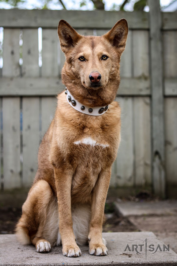 Vintage FDT Artisan leather Husky collar