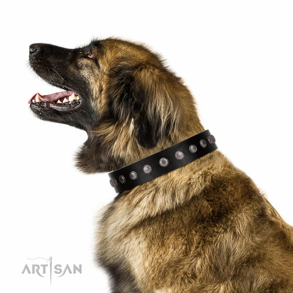 Walking top-notch quality walking leather Leonberger collar